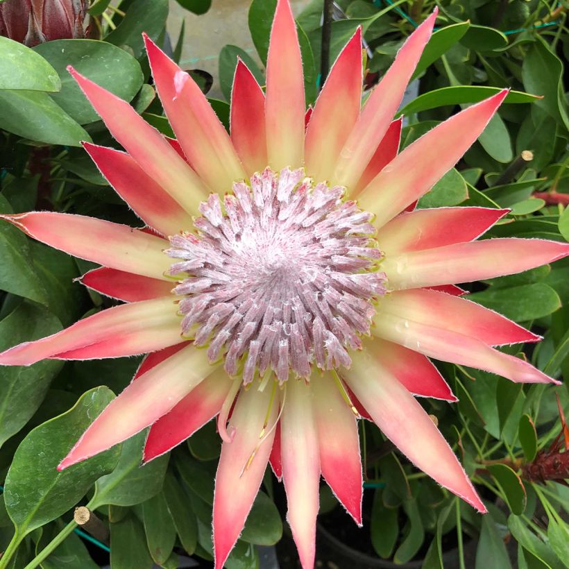 Protea cynaroides Little Prince (Blüte)