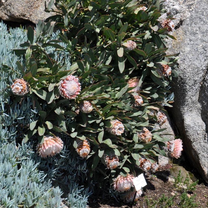 Protea magnifica (Hafen)