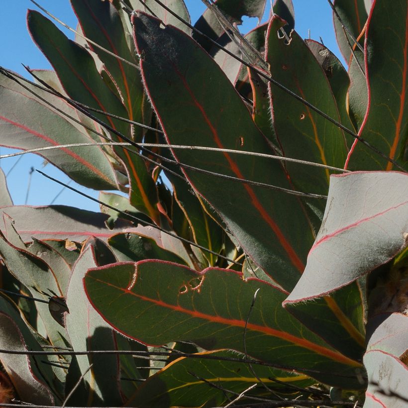 Protea magnifica (Laub)