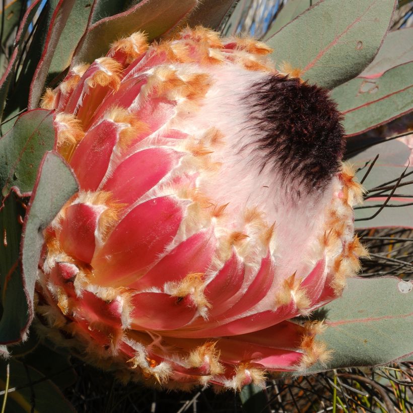 Protea magnifica (Blüte)