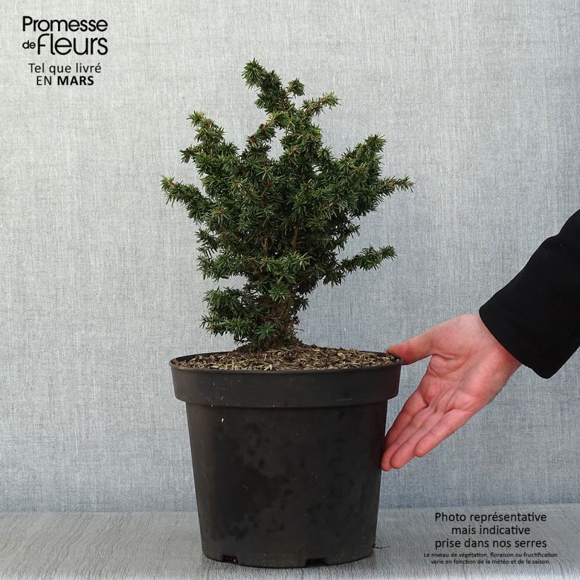 Exemplar von Pruche du Canada - Tsuga canadensis Jervis  Pot de 7.5L wie im Winter geliefert