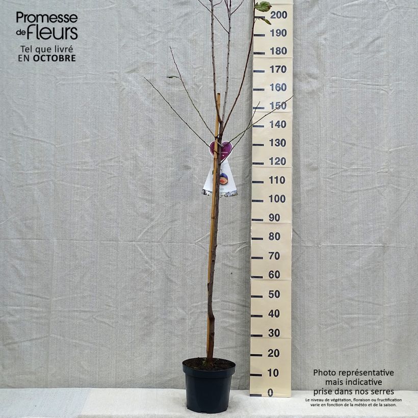 Exemplar von Pflaume Hauszwetsche - Prunus domestica wie im Herbst geliefert