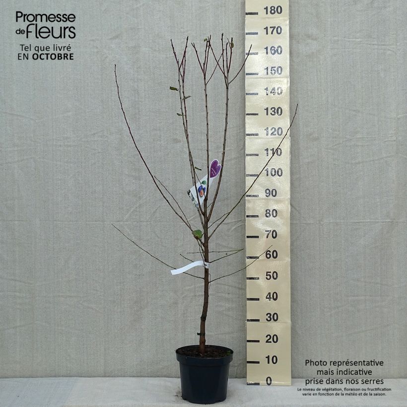 Exemplar von Pflaume Hauszwetsche - Prunus domestica wie im Herbst geliefert