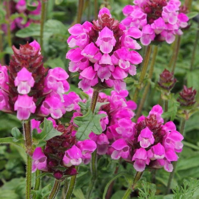 Großblütige Braunelle Bella Deep Rose - Prunella grandiflora (Blüte)