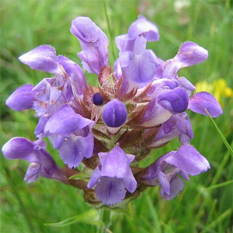 Großblütige Braunelle Altenberg Rosa - Prunella grandiflora (Blüte)