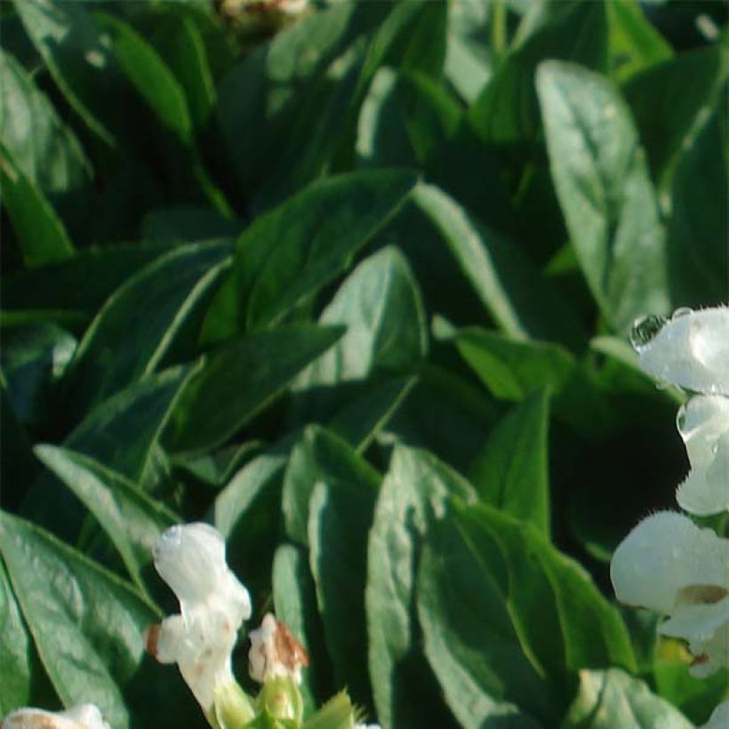 Großblütige Braunelle White Loveliness - Prunella grandiflora (Laub)