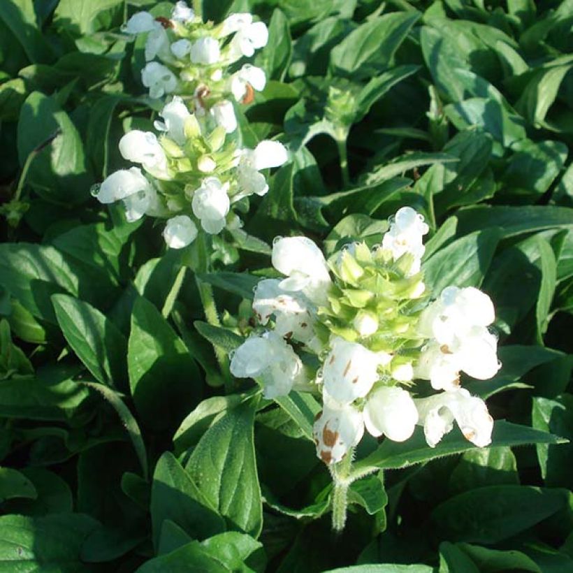 Großblütige Braunelle White Loveliness - Prunella grandiflora (Blüte)