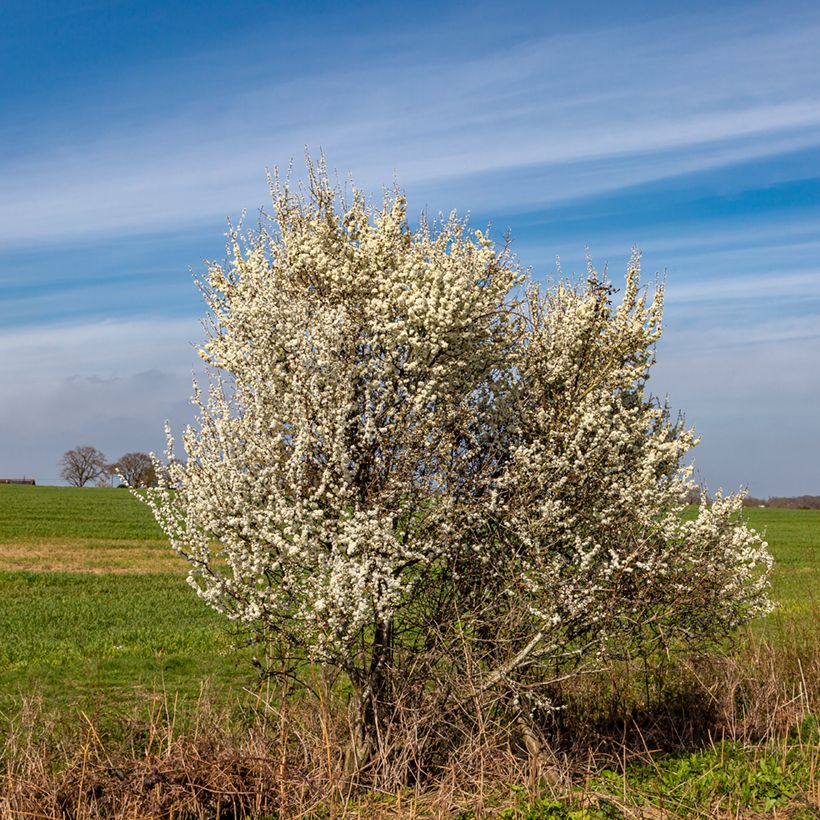 Schlehe - Prunus spinosa (Hafen)