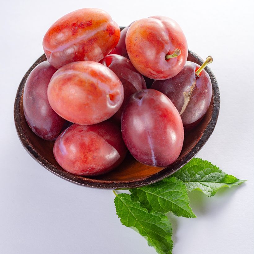 Pflaume Anna Spath - Prunus domestica (Ernte)