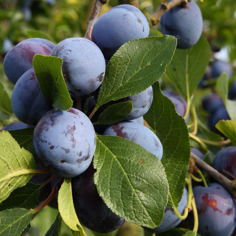 Pflaume Bleue de Belgique - Prunus domestica (Ernte)