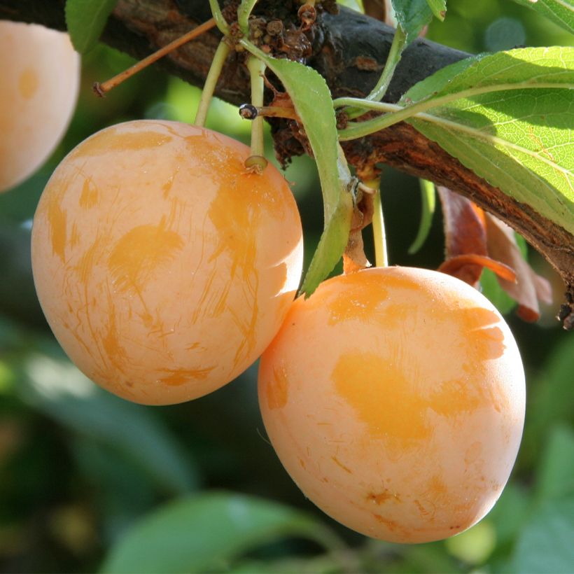 Pflaume Des Béjonnières - Prunus domestica (Ernte)