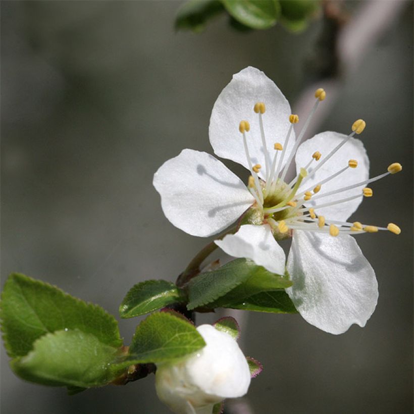 Mirabellenbaum Mirabelle de Nancy - Prunus (Blüte)