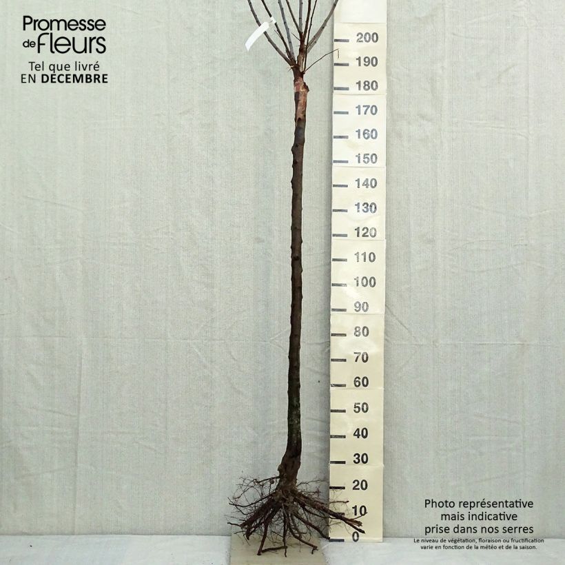 Exemplar von Pflaume Mr. Hâtif - Prunus domestica Wurzelnackt, HalbstammGelieferte Höhe ca. 200/220cm wie im Winter geliefert