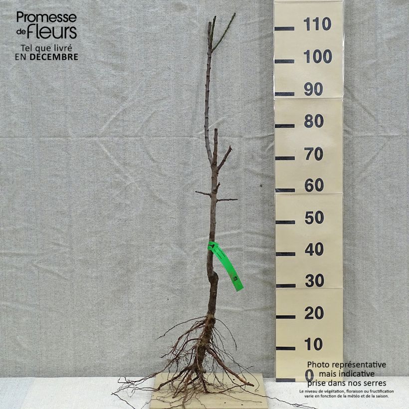 Exemplar von Pflaume Monsieur Jaune - Prunus domestica Wurzelnackt, HeisterGelieferte Höhe ca. 90/120cm wie im Winter geliefert