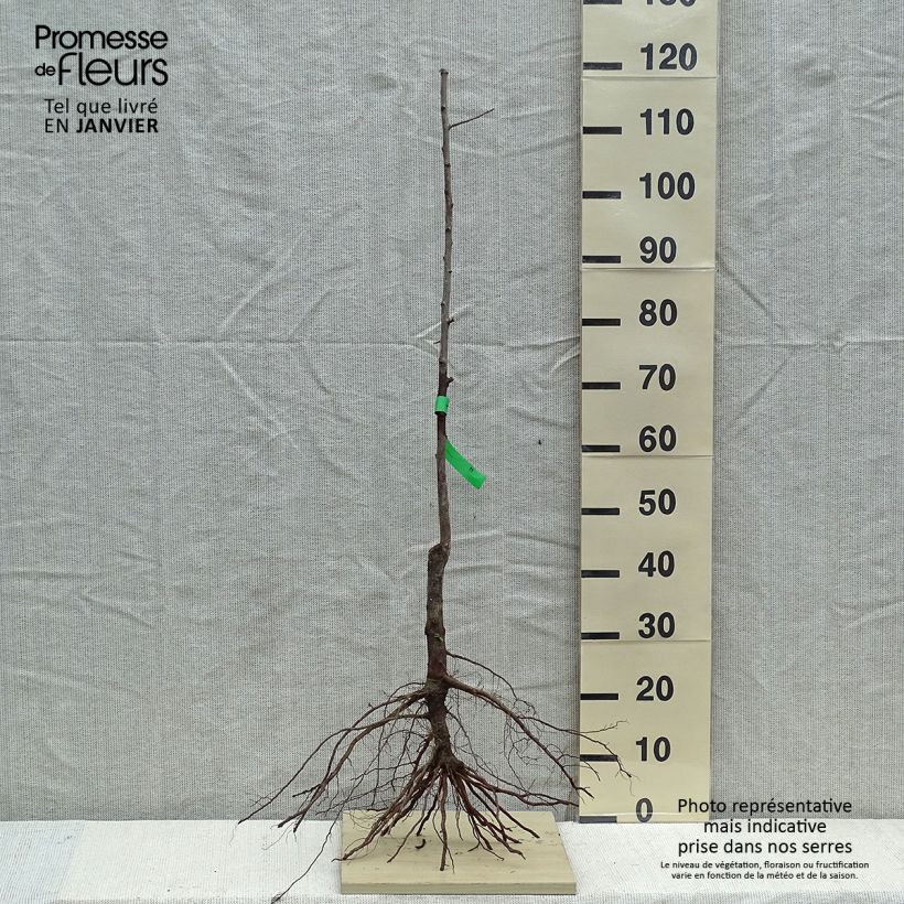 Exemplar von Pflaume Mr Hâtif Bio - Prunus domestica wie im Winter geliefert