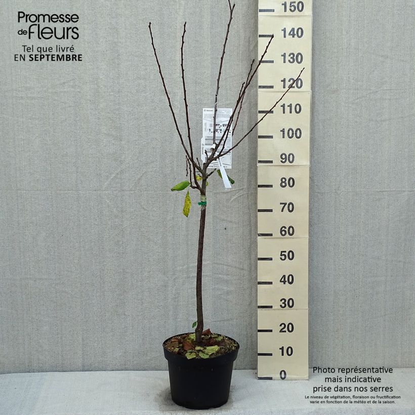 Exemplar von Pflaume Prune d'Ente - Prunus domestica wie im Herbst geliefert