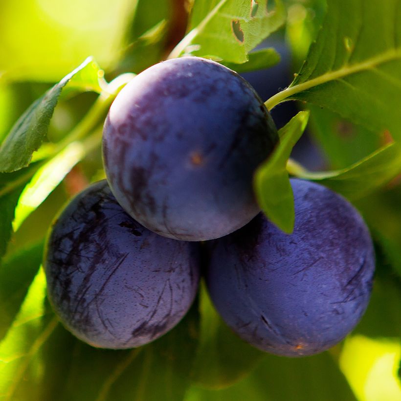 Pflaume Perdrigon - Prunus domestica (Ernte)