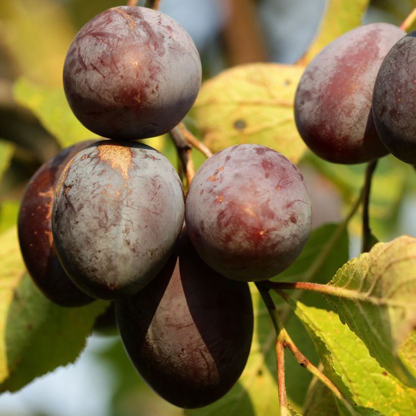 Pflaume Wignon - Prunus domestica (Ernte)