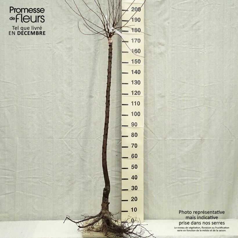 Exemplar von Zwetschge Altesse Simple - Prunus domestica Wurzelnackt, HalbstammGelieferte Höhe ca. 200/220cm wie im Winter geliefert