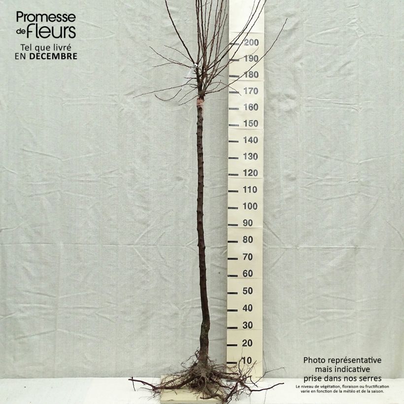 Exemplar von Zwetschge Altesse Simple - Prunus domestica wie im Winter geliefert