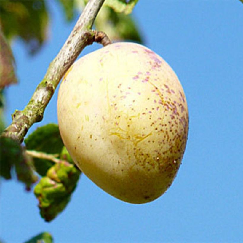 Zwetschge Quetsche Blanche de Létricourt - Prunus domestica (Ernte)