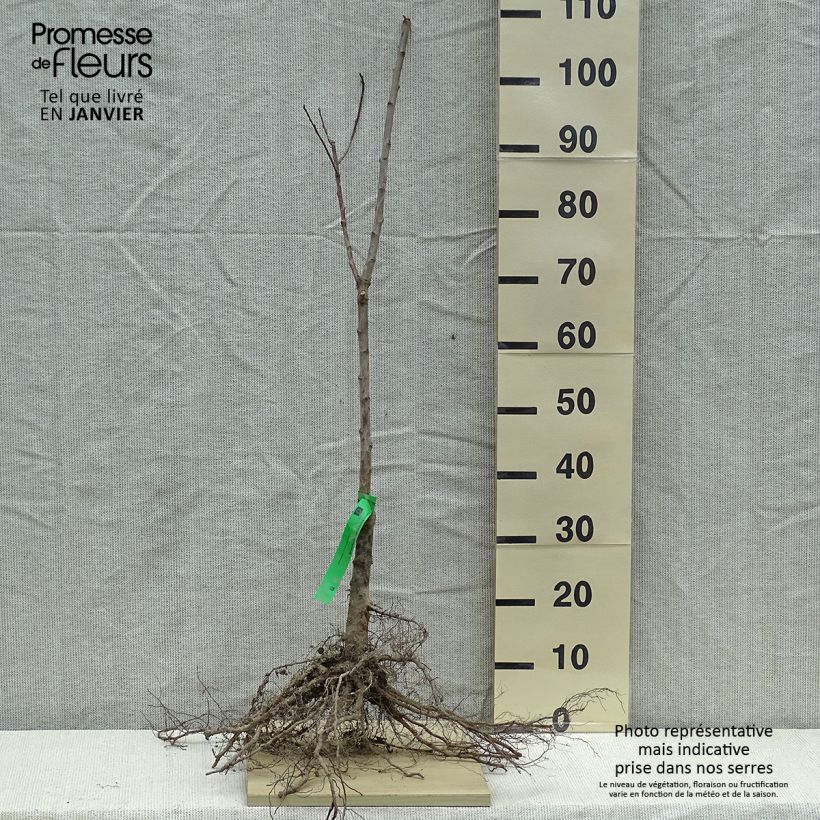 Exemplar von Zwetschge Quetsche Blanche de Létricourt Bio - Prunus domestica wie im Winter geliefert