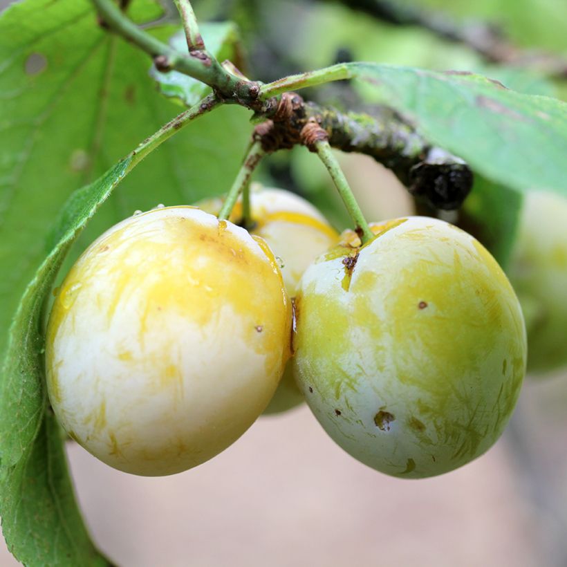 Zwetschge Quetsche Blanche de Létricourt Bio - Prunus domestica (Ernte)