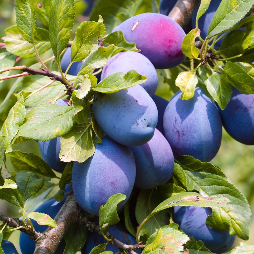 Pflaume Altesse Double - Prunus domestica (Ernte)