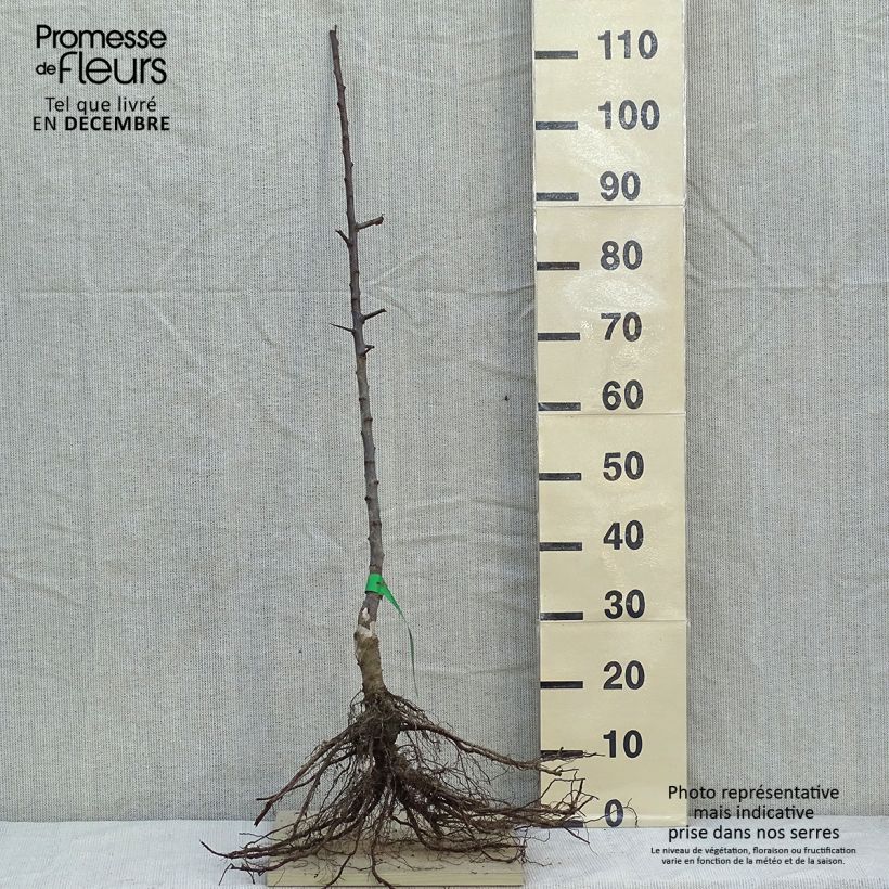 Exemplar von Pflaume Dorée ou verte Reneklode - Prunus domestica wie im Winter geliefert