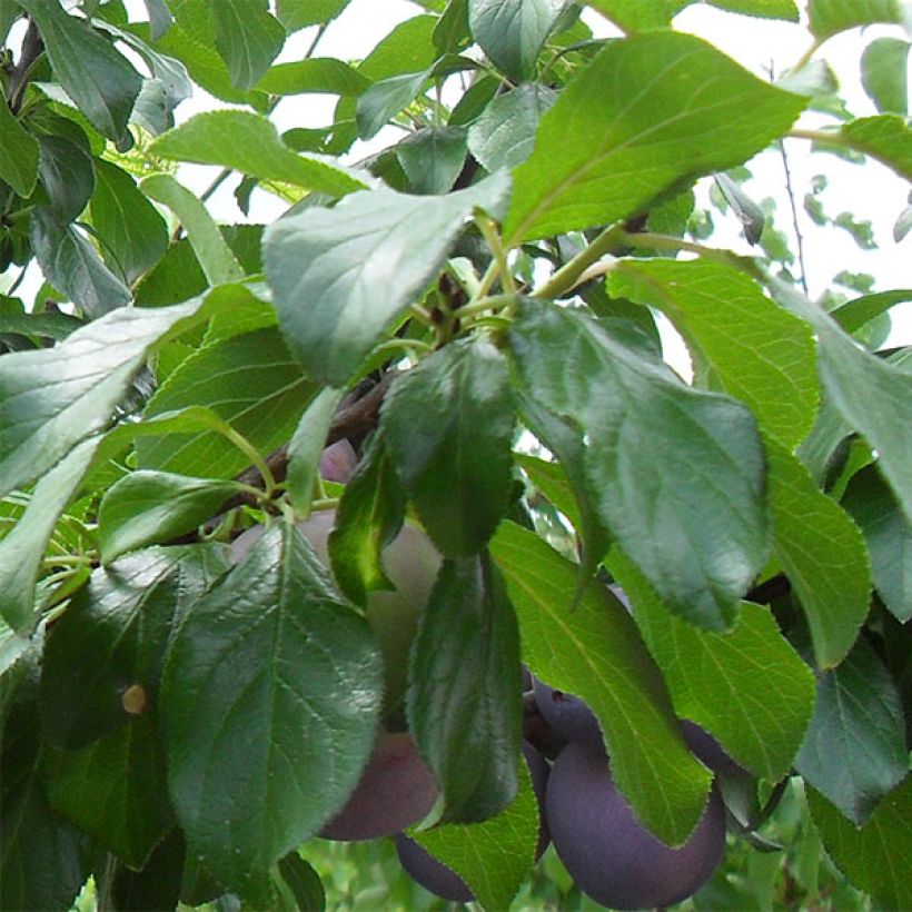 Pflaume Violette Reneklode - Prunus domestica (Laub)