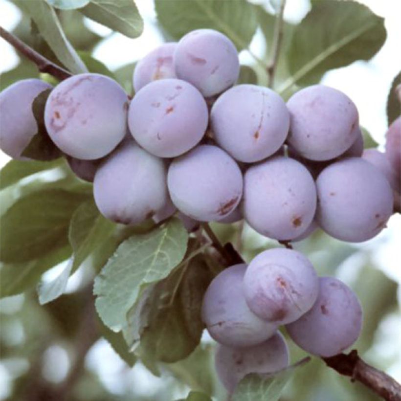 Pflaume Violette Reneklode - Prunus domestica (Ernte)