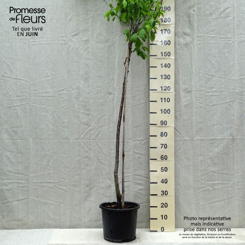 Exemplar von Pflaume Bavay Reneklode - Prunus domestica Topf mit 12L/15L, HalbstammGelieferte Höhe ca. 150/175cm wie im Frühjahr geliefert