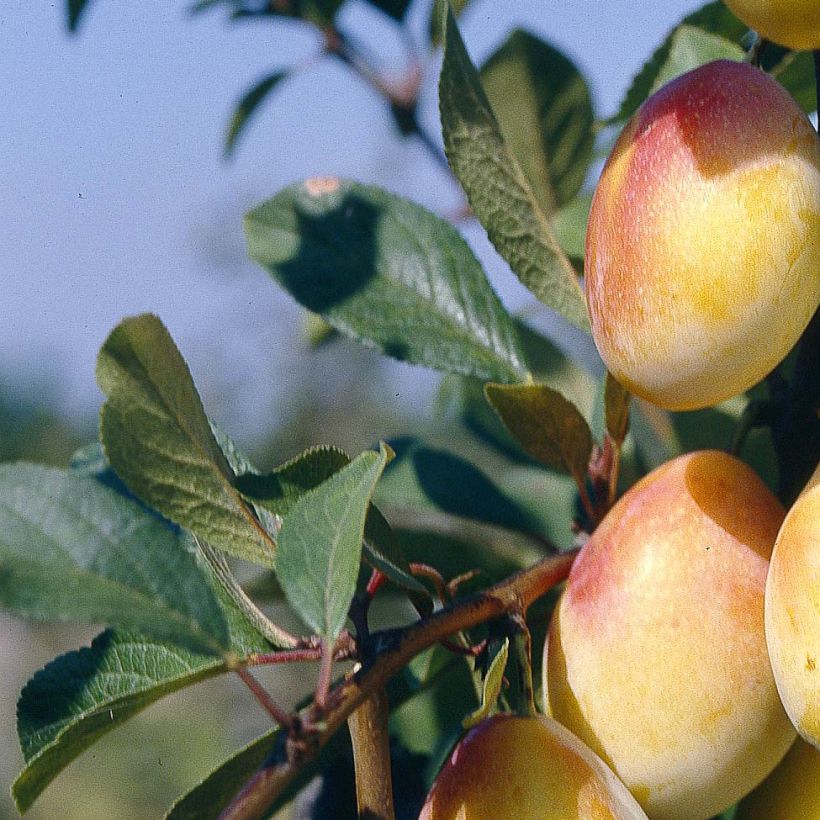 Pflaume Thames Cross - Prunus domestica (Laub)