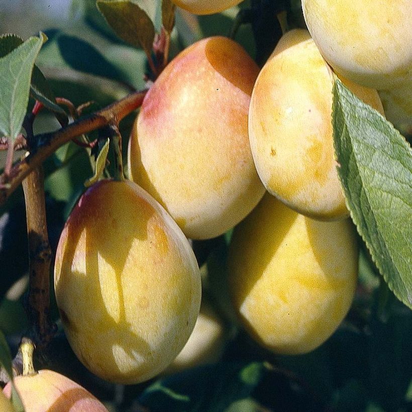 Pflaume Thames Cross - Prunus domestica (Ernte)