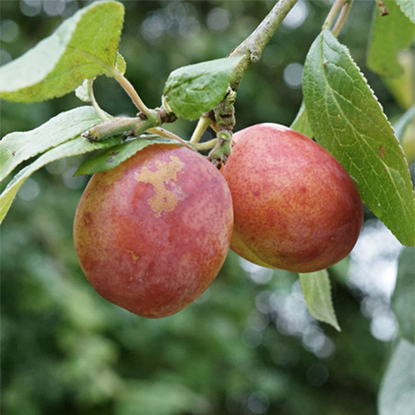 Pflaume Victoria - Prunus domestica (Ernte)