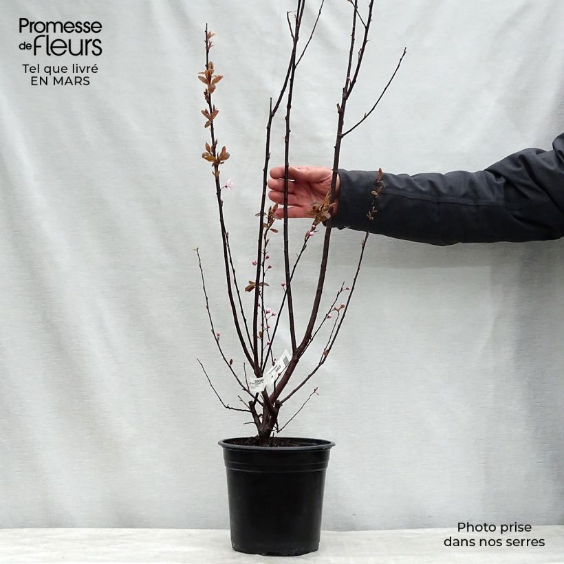 Exemplar von Kirsch-Pflaume Nigra - Prunus cerasifera Topf mit 4L/5LGelieferte Höhe ca. 40/60cm wie im Frühjahr geliefert