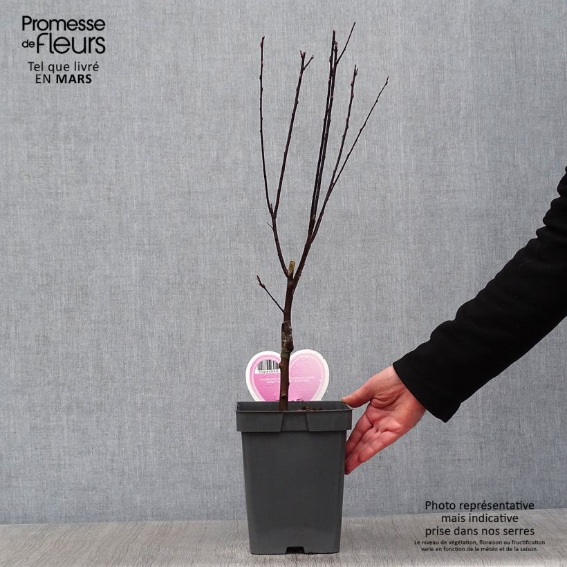 Exemplar von Prunier à fleurs - Prunus cerasifera Nigra Pot de 4L/5L tigette wie im Winter geliefert