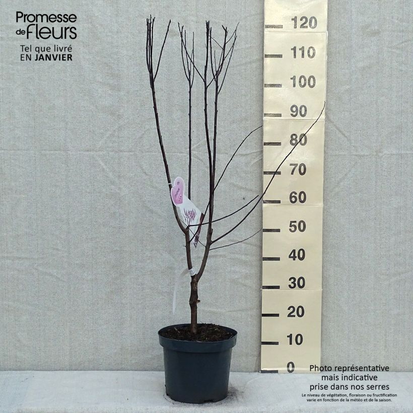 Exemplar von Prunier à fleurs - Prunus cerasifera Nigra Pot de 7.5L/10L  wie im Winter geliefert