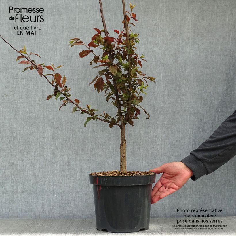 Exemplar von Kirsch-Pflaume Nigra - Prunus cerasifera Topf mit 7,5L/10LGelieferte Höhe ca. 60/+cm wie im Frühjahr geliefert