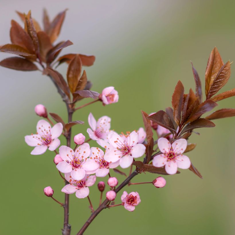 Kirsch-Pflaume Nigra - Prunus cerasifera (Blüte)