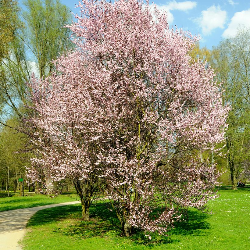 Kirsch-Pflaume Nigra - Prunus cerasifera (Hafen)