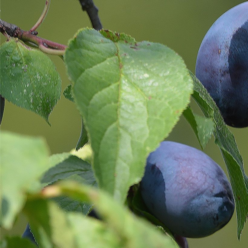 Pflaume Fruit Me Plum Me - Prunus domestica (Laub)