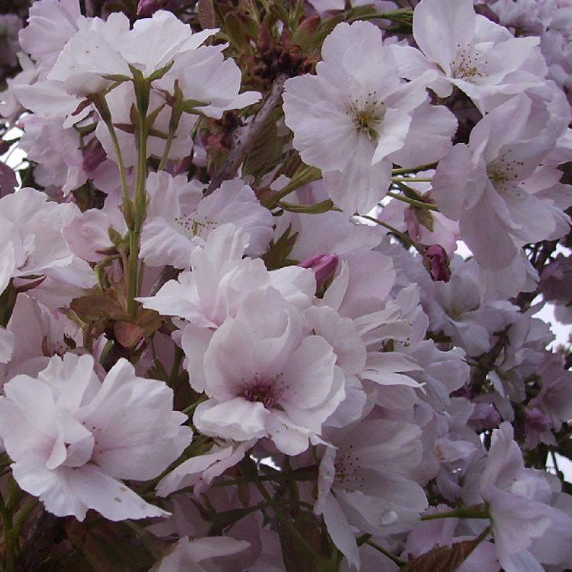 Zierkirsche Amanogawa - Prunus serrulata (Blüte)