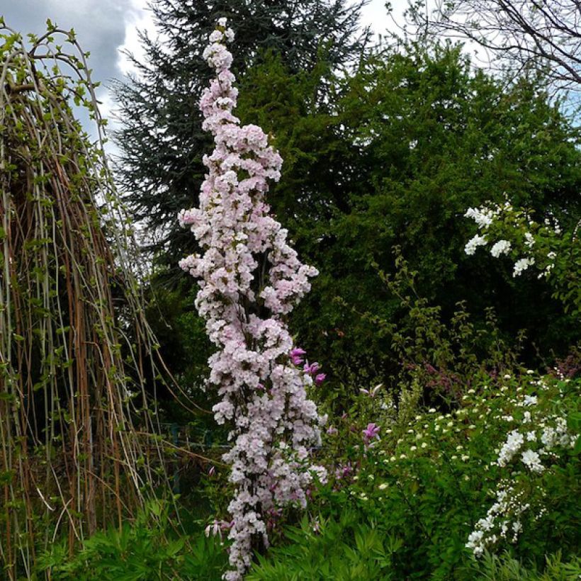 Zierkirsche Amanogawa - Prunus serrulata (Hafen)