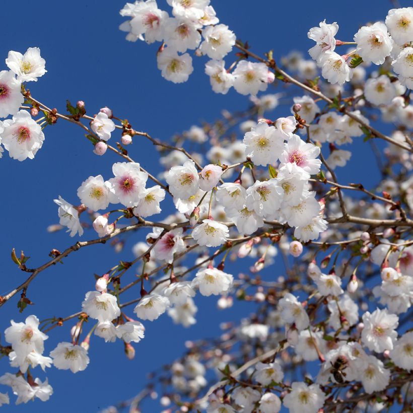 Zierkirsche Hally Jolivette - Prunus x subhirtella (Blüte)