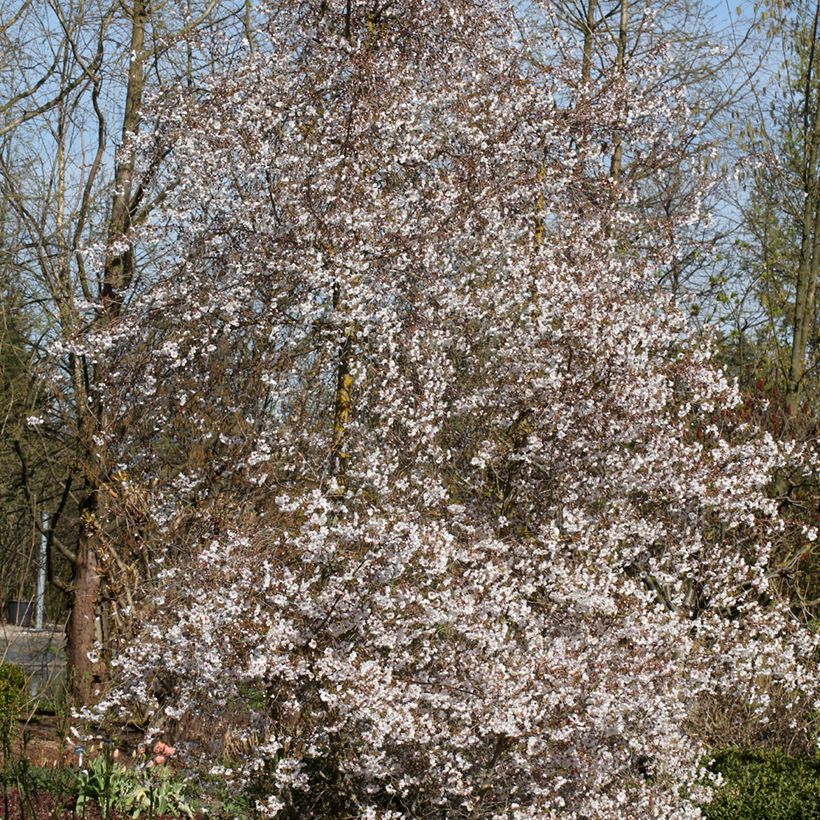 Zierkirsche Hally Jolivette - Prunus x subhirtella (Hafen)