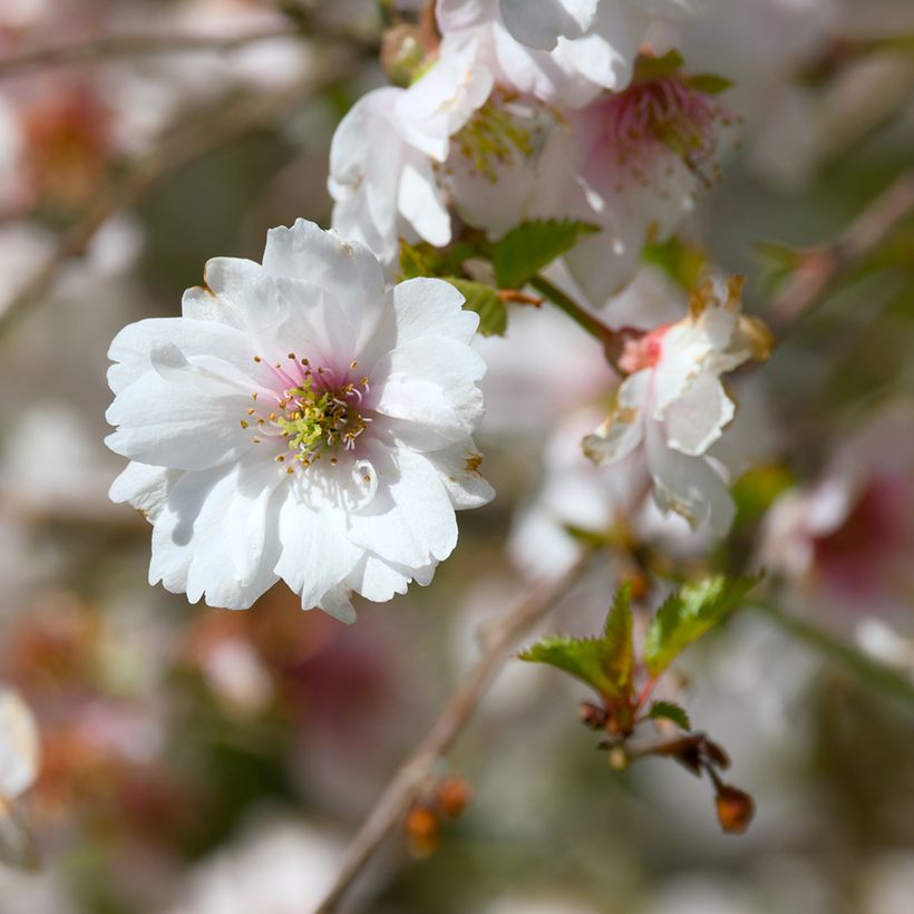 Zierkirsche Hally Jolivette - Prunus x subhirtella (Blüte)