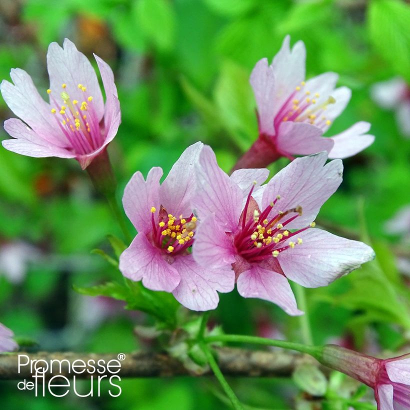 Zierkirsche Okame - Prunus (Blüte)