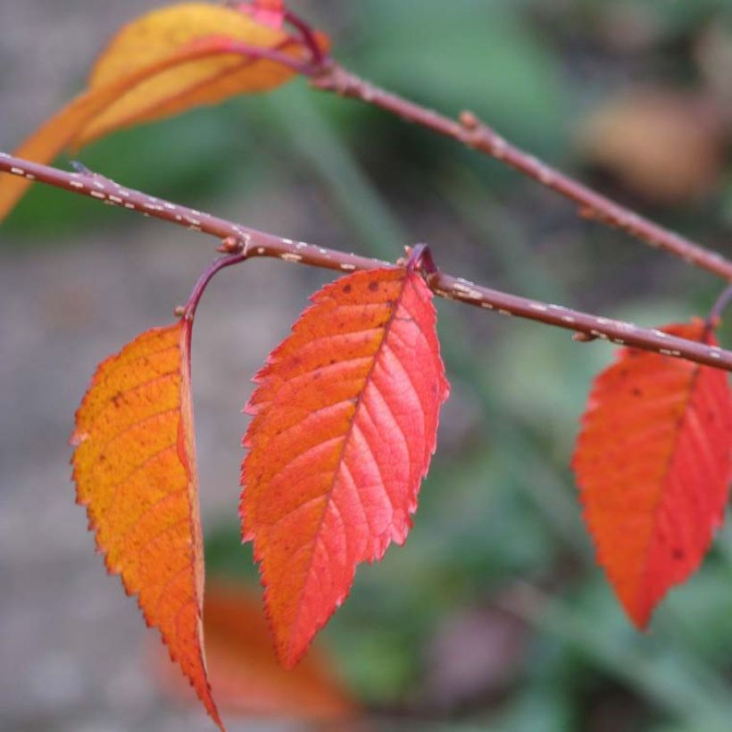 Zierkirsche Okame - Prunus (Laub)