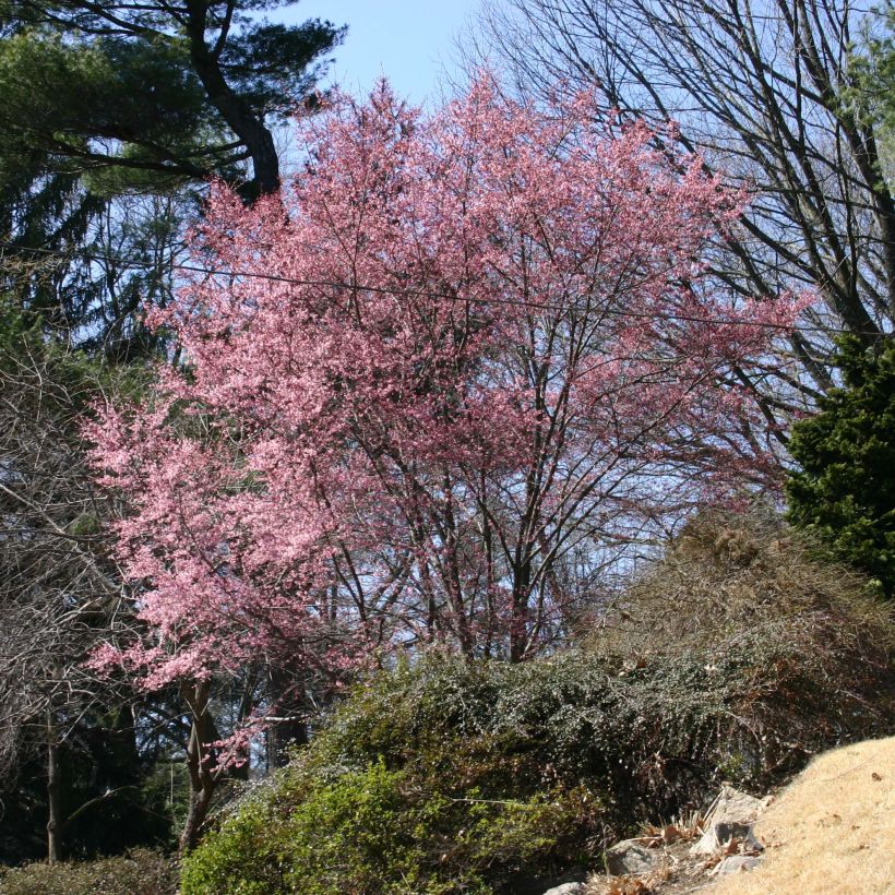 Zierkirsche Okame - Prunus (Hafen)